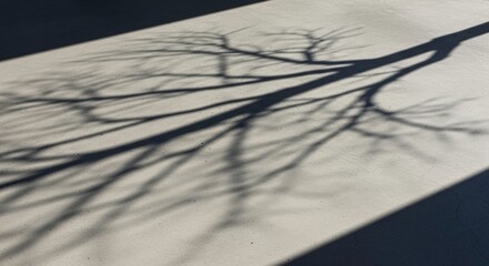 Dark shadow of a tree branch with intricate limbs cast on a lightcolored surface