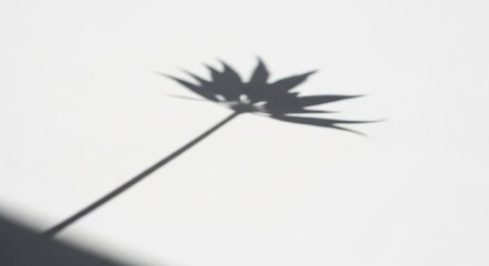 Shadow of a plant leaf on a white wall, abstract and minimalist
