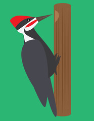 A vector art of a woodpecker bird. 