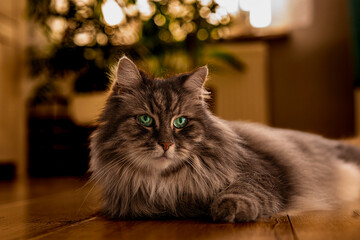 Kot Norweski leśny © Tadeusz