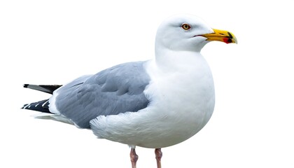 Obraz premium A Close-Up Portrait of a Seagull Standing Against a White Background.