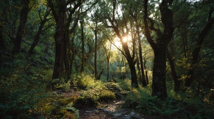 Obraz premium A serene forest scene with sunlight filtering through trees, highlighting lush greenery and creating an enchanting atmosphere.