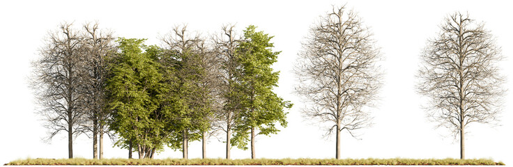 A row of high-detail realistic 3D rendered trees with full green foliage, isolated on a white background for use in landscape and architectural design