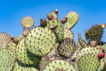 Opuntia oricola is a species of prickly pear cactus known by the common name chaparral prickly pear. Kenneth Hahn State Recreation Area, Baldwin Hills Mountains of Los Angeles California