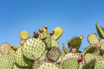 Opuntia oricola is a species of prickly pear cactus known by the common name chaparral prickly pear. Kenneth Hahn State Recreation Area, Baldwin Hills Mountains of Los Angeles California