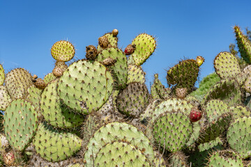 Opuntia oricola is a species of prickly pear cactus known by the common name chaparral prickly pear. Kenneth Hahn State Recreation Area, Baldwin Hills Mountains of Los Angeles California