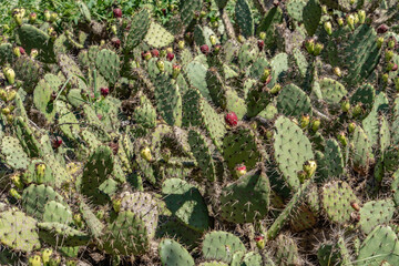 Opuntia oricola is a species of prickly pear cactus known by the common name chaparral prickly pear. Kenneth Hahn State Recreation Area, Baldwin Hills Mountains of Los Angeles California