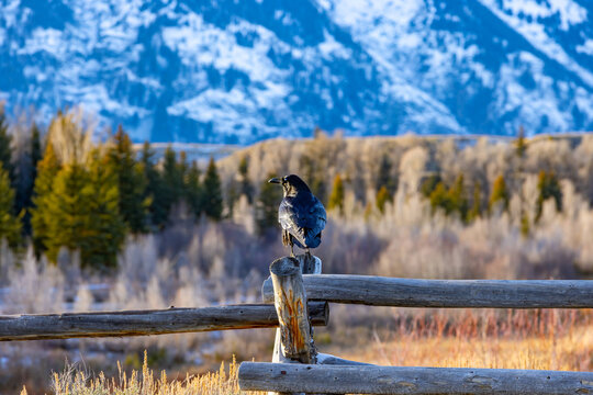 Large Crow Standing on Wood Fence at Grand Teton National Park