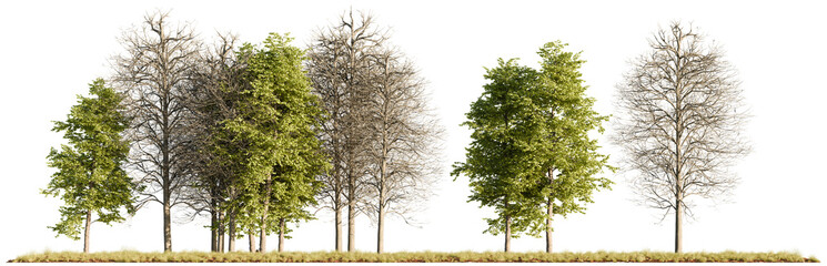 A realistic 3D group of mixed green and leafless trees rendered with high detail and presented on a white background for architectural and landscape projects