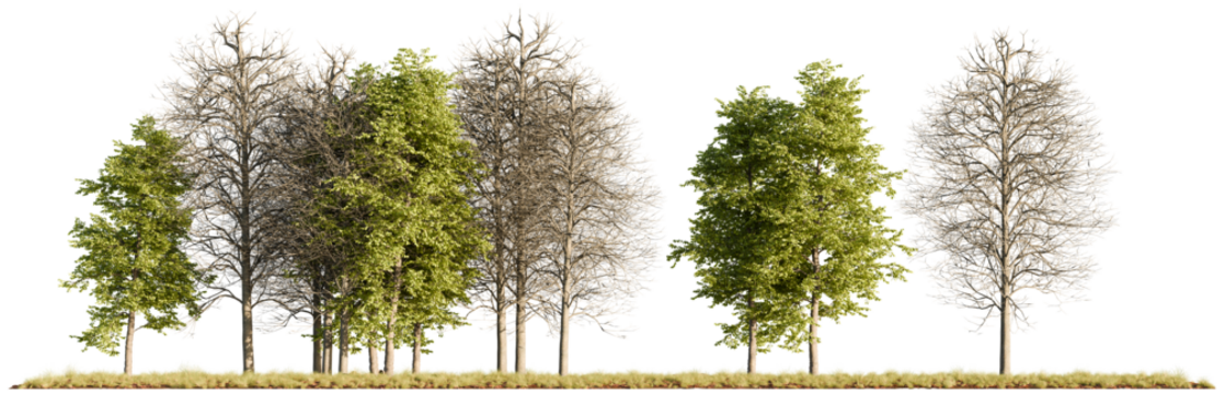 A realistic 3D group of mixed green and leafless trees rendered with high detail and presented on a white background for architectural and landscape projects
