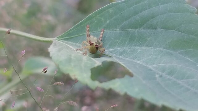 Miniature World: Watch This Small Grasshopper Eating Its Lunch