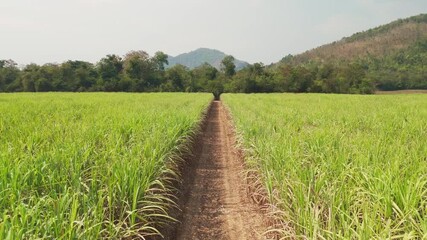 Above drone aerial view scene sugar cane field arid dry bio eco farm net zero waste rural plant nature crop. The way forward CSA Go green carbon credit ESG future growth clean fuel nature power energy