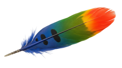 Vibrant tropical bird plumage displays a striking gradient of natural colors against a dark background