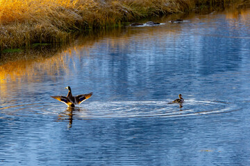 Ducks bathing at Schwabacher Landing in the Snake River at Grand Teton National Park