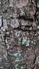 Coarse, rugged tree bark texture covered in light green and gray lichen, photographed in a deep forest environment.