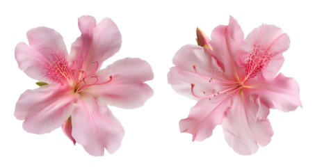 Pink azalea flowers isolated on transparent background