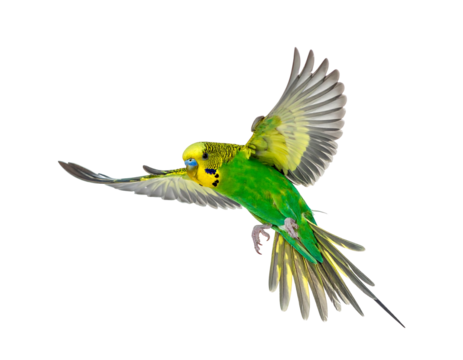 A vibrant, small, winged creature of yellow and green in mid-flight against a stark black background. It appears to be soaring