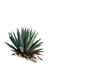 Fototapeta premium A vibrant succulent against a stark, black backdrop. Its sharp, textured leaves reach outwards, roots visible. A contrast of light & shadow