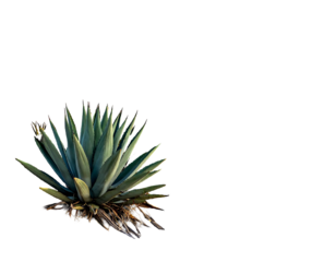 A vibrant succulent against a stark, black backdrop. Its sharp, textured leaves reach outwards, roots visible. A contrast of light & shadow