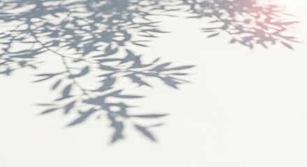 Soft dappled shadows of delicate leaves cast on a clean white surface isolated on transparent background