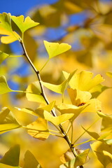 ginkgo tree in Japan