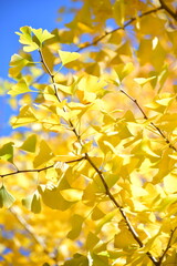 ginkgo tree in Japan