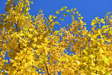 ginkgo tree in Japan