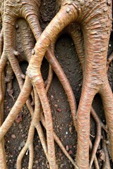 Intricate root system of an old tree, showcasing the hidden strength and interconnectedness of forest life. A detailed, close up view of an intricate and exposed root system of an ancient tree. The