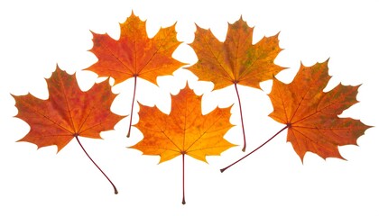 Five Vibrant Maple Leaves Arranged Artistically on a White Background.