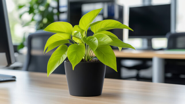 Green plant office desk modern workspace natural light productivity