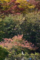 ginkgo tree in Japan