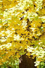 ginkgo tree in Japan