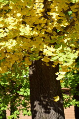 ginkgo tree in Japan