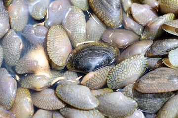 Close-up of spotted sea snails in water at a seafood market