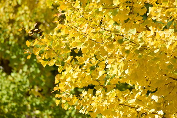 ginkgo tree in Japan
