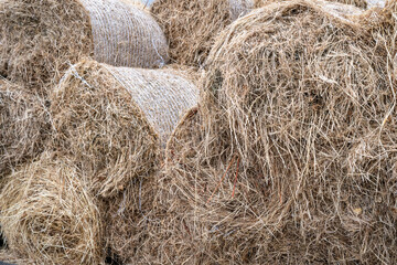 Orchard grass hay feed for farm livestock and domestic animals, small rolls of bailed and stacked for storage and sale
