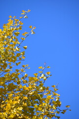 ginkgo tree in Japan