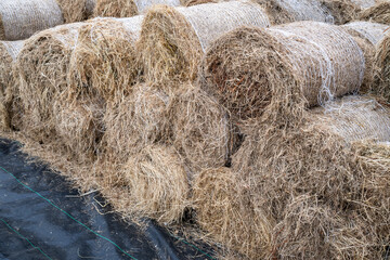 Orchard grass hay feed for farm livestock and domestic animals, small rolls of bailed and stacked for storage and sale
