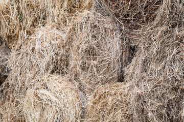 Orchard grass hay feed for farm livestock and domestic animals, small rolls of bailed and stacked for storage and sale
