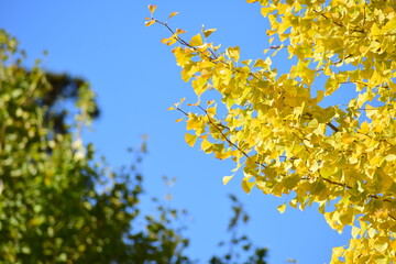 ginkgo tree in Japan