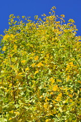 ginkgo tree in Japan