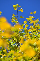 ginkgo tree in Japan