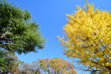 ginkgo tree in Japan