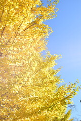 ginkgo tree in Japan