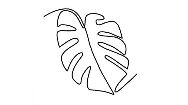 Continue line animation of monstera leaf