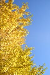 ginkgo tree in Japan