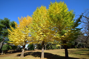 ginkgo tree in Japan