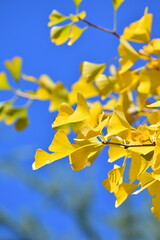 ginkgo tree in Japan