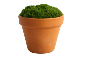 Green moss growing in terracotta pot, transparent background