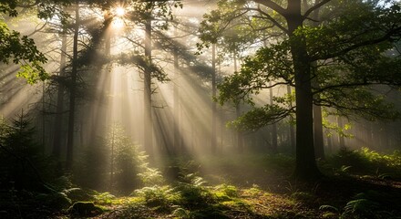 Obraz premium Beautiful sun rays shining through trees in forest landscape photography nature woodland scenery views
